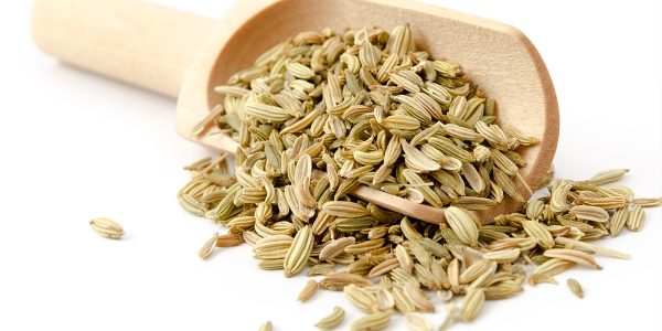 FENOUIL-1200×600-b FENOUIL-1200x600-b