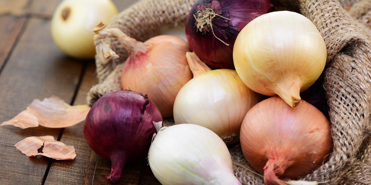 OIGNONS-1172×1181 OIGNONS-1172x1181